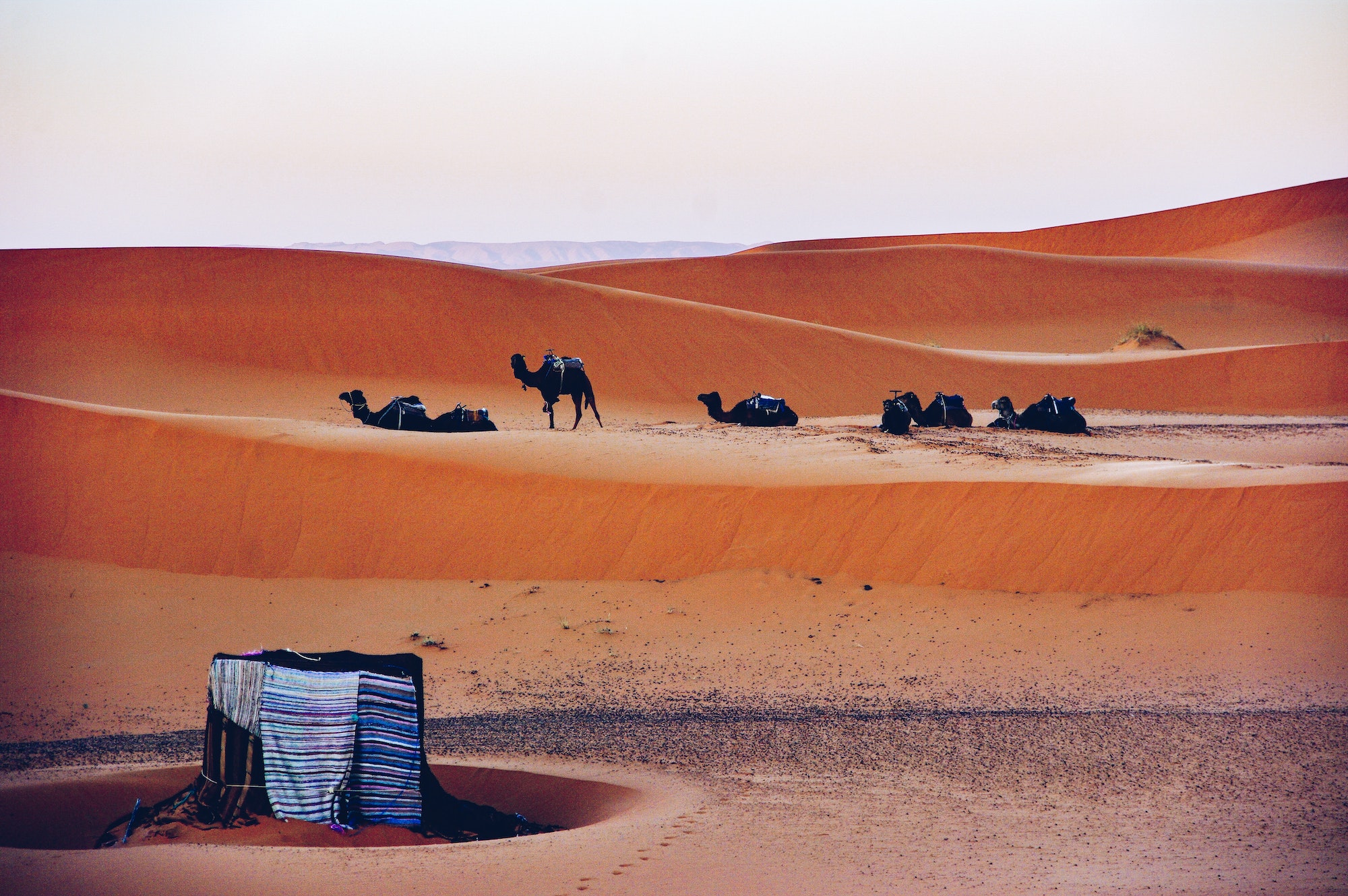 Camels resting at desert base camp. Sahara desert, Morocco.