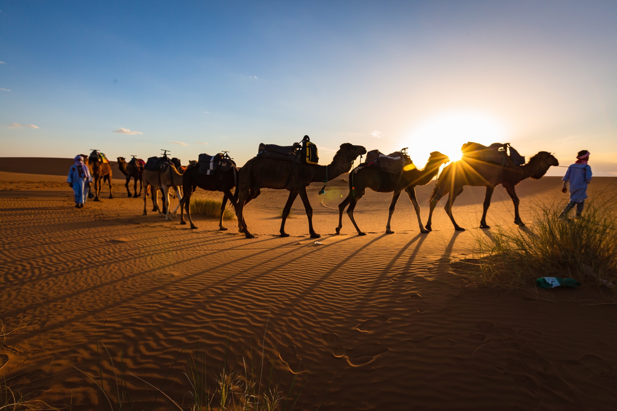 Caravan of camels at sunset Sahara desert Morocco, Wild South Morocco