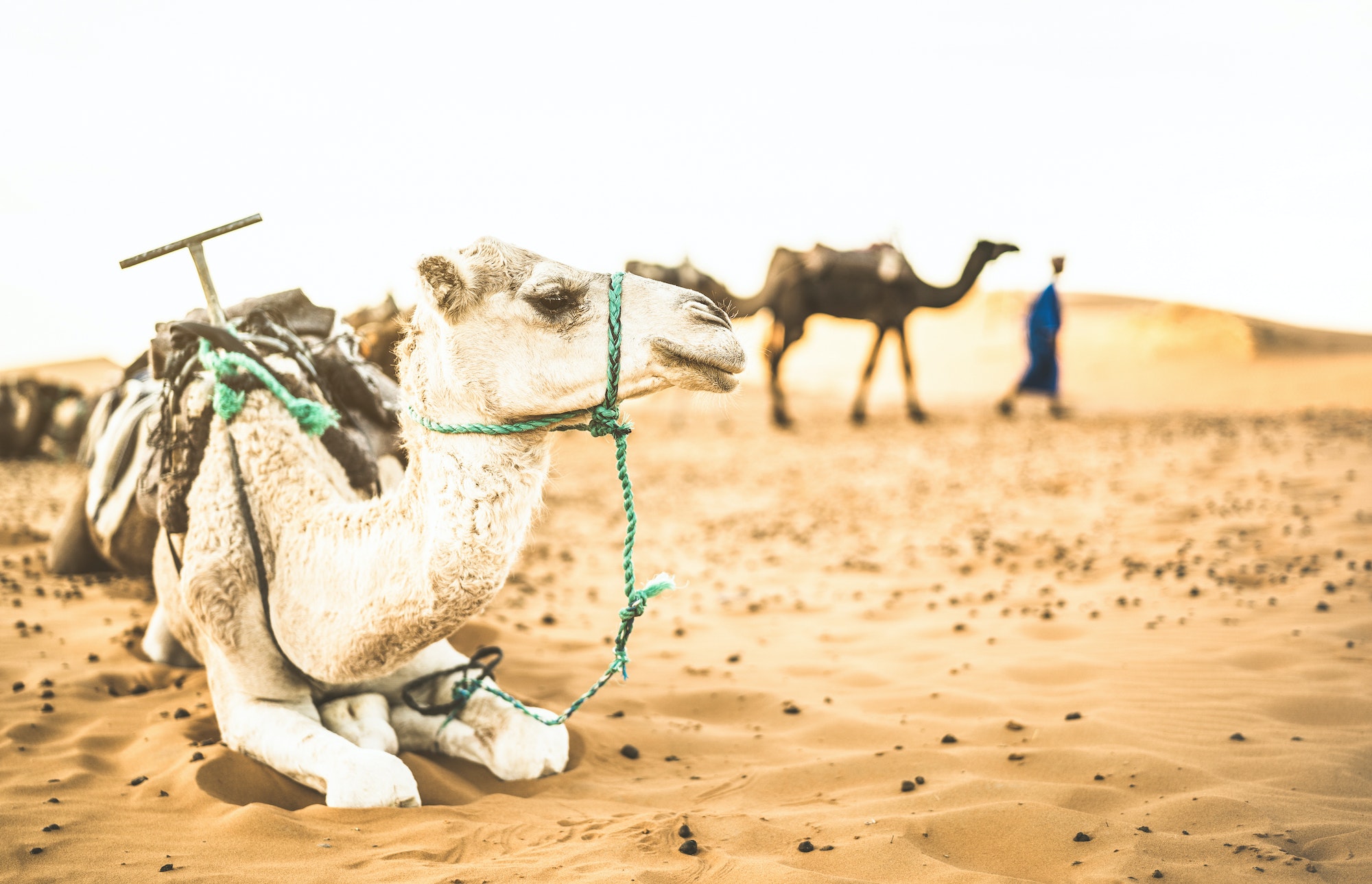 Tamed dromedary resting after desert ride excursion in Merzouga area