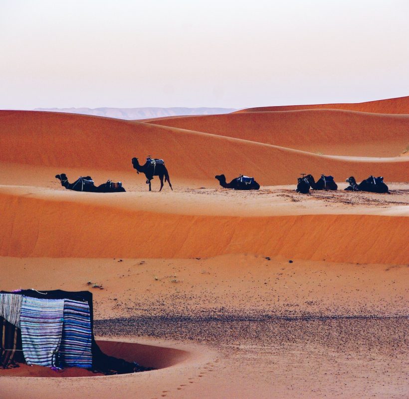 Camels resting at desert base camp. Sahara desert, Morocco.