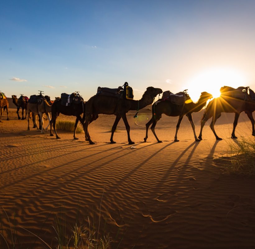 Caravan of camels at sunset Sahara desert Morocco, Wild South Morocco