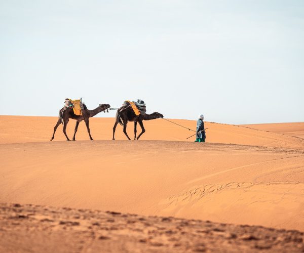 Portrait picture of berber walking with camels in Merzouga Sahara Morocco