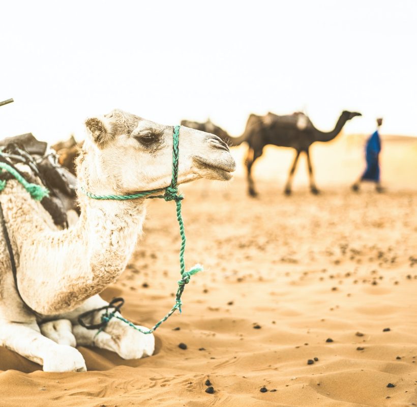 Tamed dromedary resting after desert ride excursion in Merzouga area